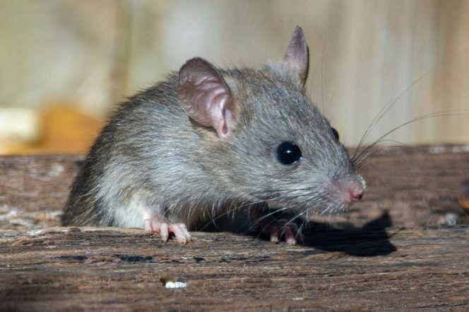 
					7 Cara Alami Mengusir Tikus Tanpa Racun