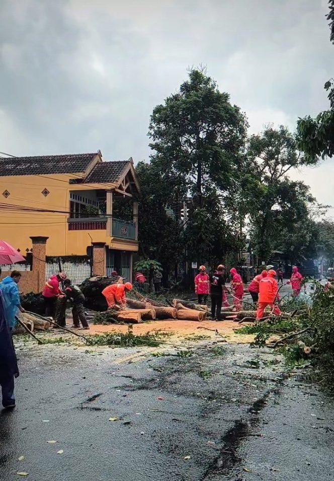 
					Respon Cepat BPBD Tulungagung, Penanganan Pohon Tumbang Menutup Badan Jalan di Desa Ngujang